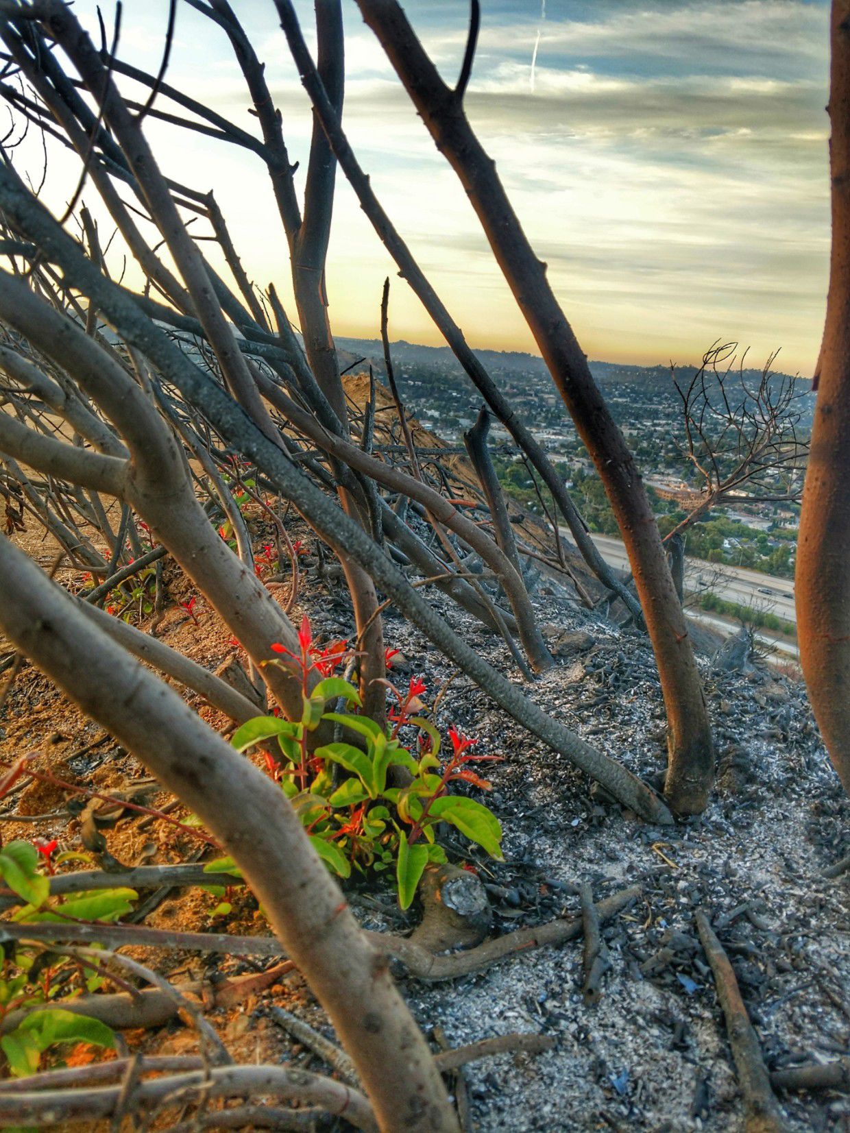 New growth in charred hill overlooking Eagle Rock
